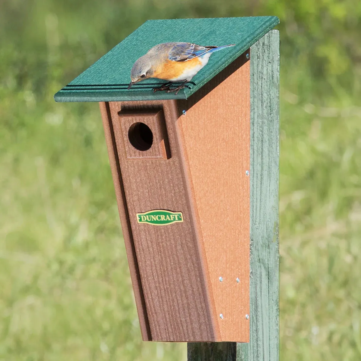 Duncraft Bird-Safe® Peterson Eco Bluebird House
