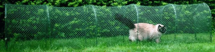 KittyWalk Lawn