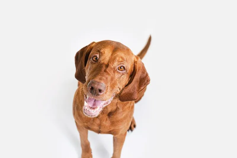 Nature's Protection Superior Care complementary grain free feed - snacks to support weight control with herring for adult dogs