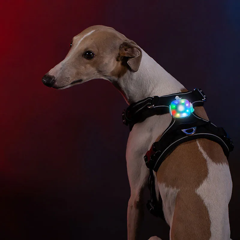 Rechargeable LED for Dog Collars & Harnesses Waterproof