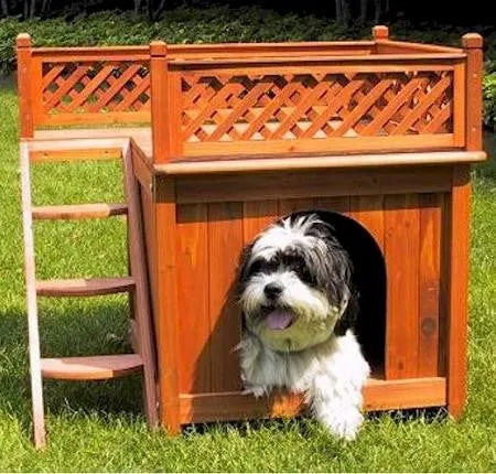 Room with a View Dog House