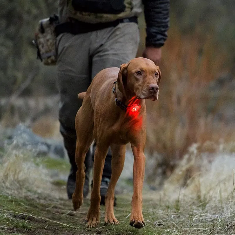 Ruffwear Beacon Safety Light for Dogs